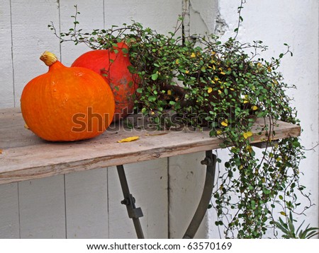 Pumpkins and plant as table top decoration.