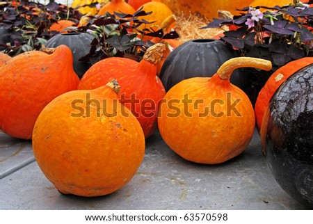 Orange pumpkins, black vases and plants at fall.