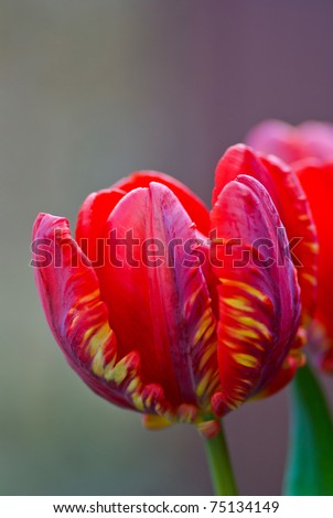 Red parrot tulip on grey background.