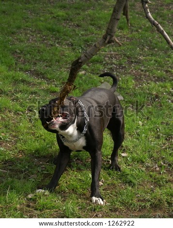 dog amstaff