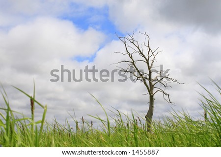 Single dry tree, cloudy sky background, grass blades at bottom