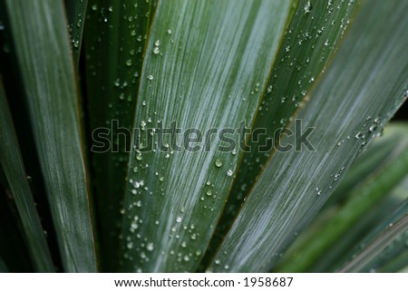 Palm leaves with dew drops. Narrow depth of field
