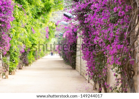 Alley with blooming flowers in spring park