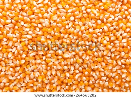Closeup of maize grains background