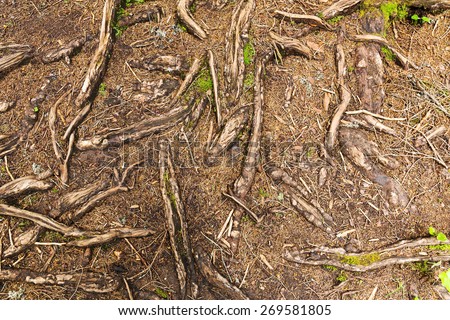 Texture of tree roots in the forest