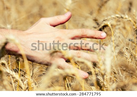 Human hand on wheat field