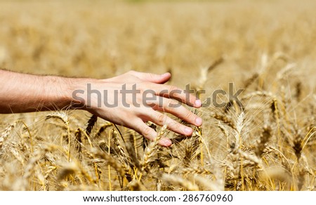 Human hand on wheat field