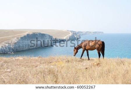 Grazing Horse. Wild life nature