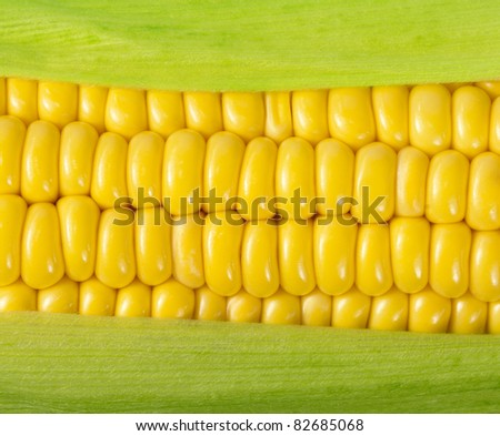 Ripe corn on the cob with green leaves