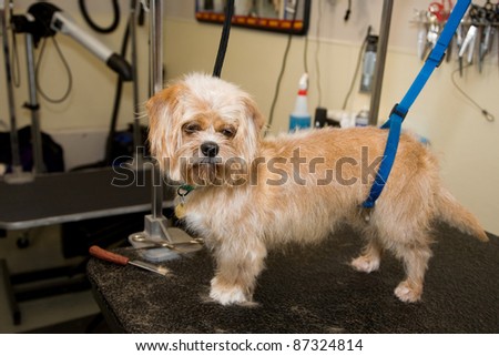 Dog on a grooming table getting a hair cut