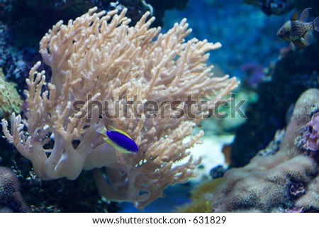 Blue and yellow fish on tropical fish tank with coral on the background