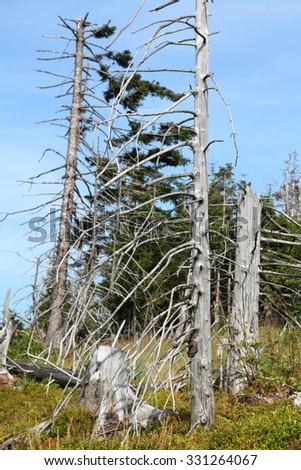 dead tree in forest destroyed by acid rain