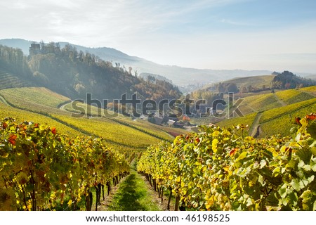 landscape with vineyard in fall with colored leaves