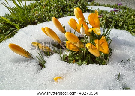 yellow crocus - blooming in the snow