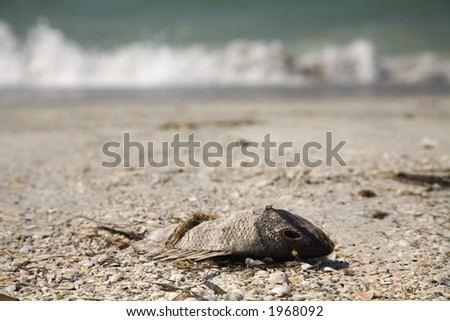 Dead fish caused by \