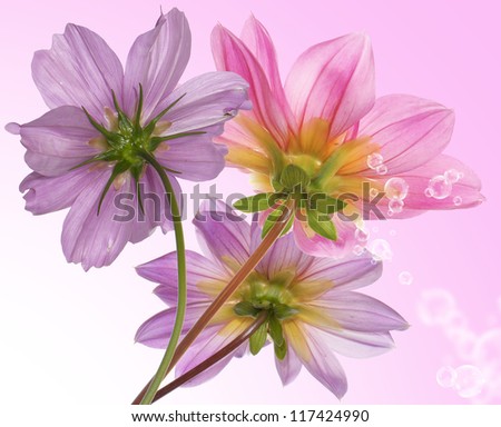 Pink beautiful flower on a white background.Flower border card