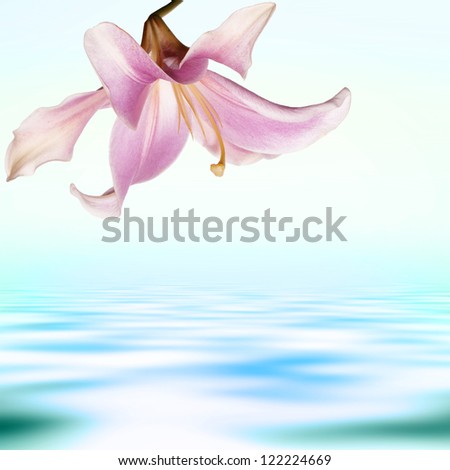Flower exotic pink lily on a water dawn  background