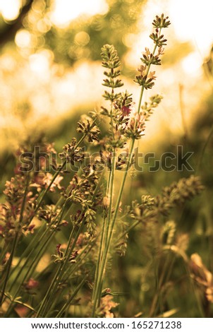 Wild flowers field at Sunset. Soft Focus
