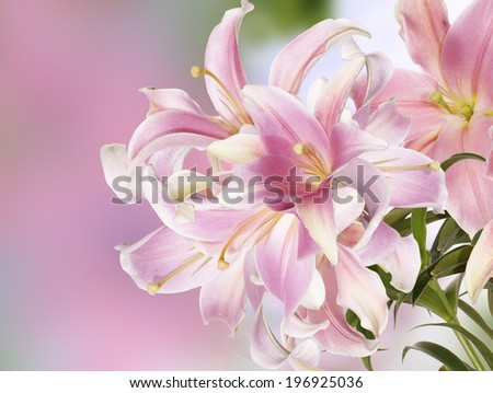 Japanese Light Pink Lily.Floral background