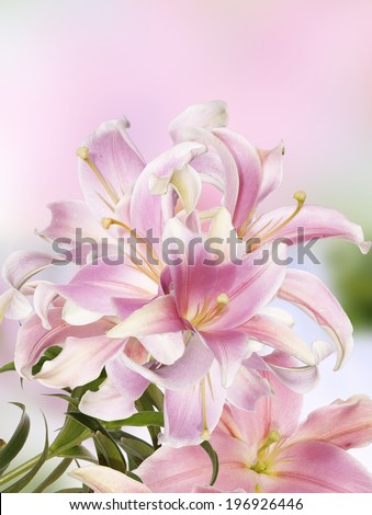 Japanese Light Pink Lily