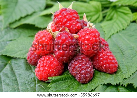 ripe appetizing raspberry institute ripen june upon horticultural area