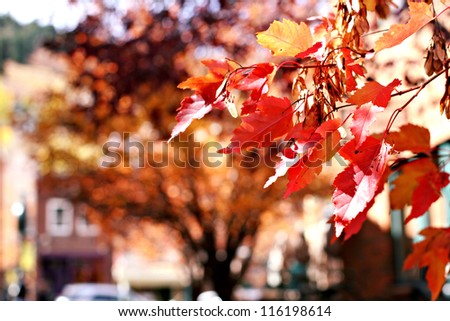 Autumn leaves in Park City, Utah