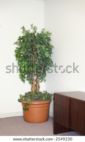 Still life of the inside of the office focusing on the tree in the corner of the office with a desk in the foreground