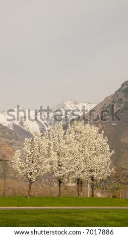 four white blossom trees in a row on green grass with mountain range in background