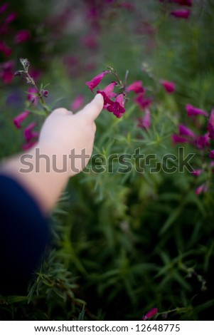 young boy reaches out to touch a flower with his finger outside in spring with pink flowers