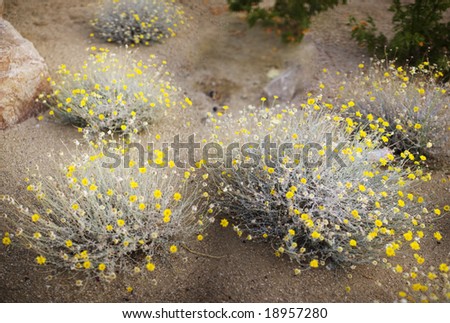 landscaped desert lawn with yellow flowers and big rocks on a floor of sand
