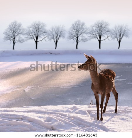 [Obrazek: stock-photo-deer-doe-and-snowy-landscape-116481643.jpg]