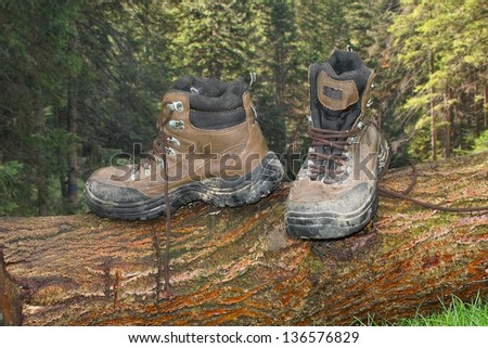 Pair of hiking boots  on fallen tree trunk