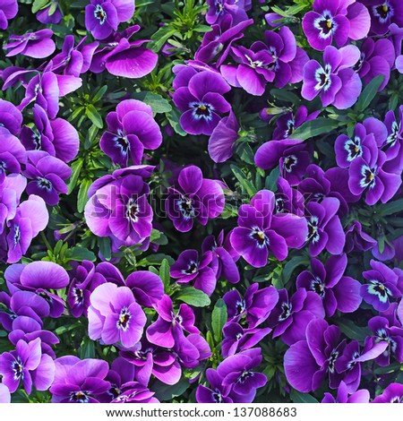 [Obrazek: stock-photo-floral-background-of-bloomin...088683.jpg]