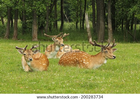 [Obrazek: stock-photo-fallow-deer-buck-dama-dama-i...283734.jpg]