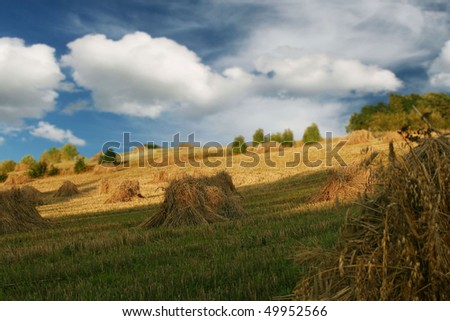 [Obrazek: stock-photo-field-of-wheat-49952566.jpg]