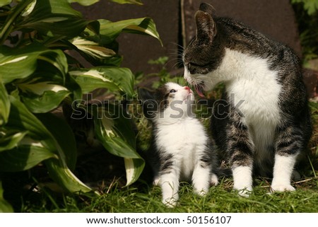 [Obrazek: stock-photo-cats-family-50156107.jpg]