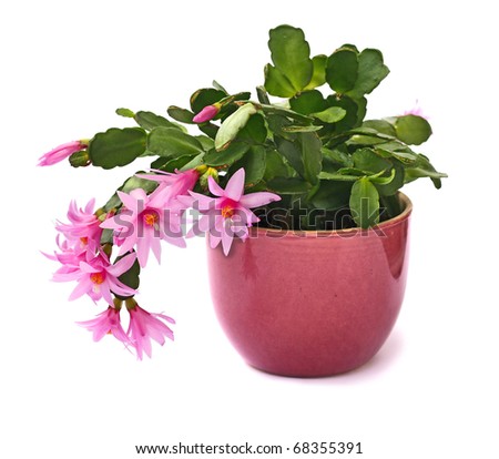 [Obrazek: stock-photo-a-beautiful-cactus-flower-is...355391.jpg]