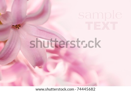 beautiful pink flowers made with color filters
