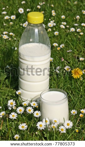 milk grass