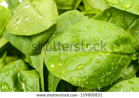Spinach leaves close up, with water drops