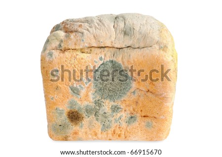 mouldy food photography