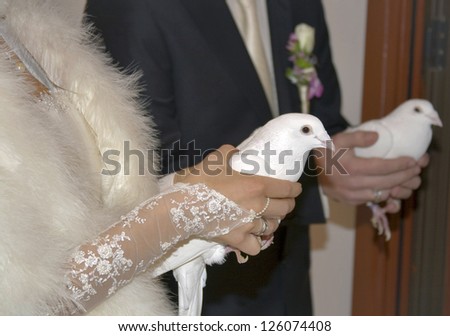 White pigeons in hands of a just married couple