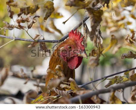red hen peeking out from behind the tree branches