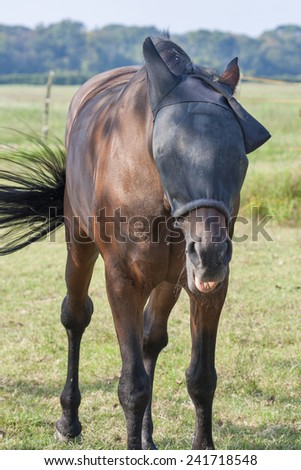 brown horse wearing black fly mask to protect face from flies