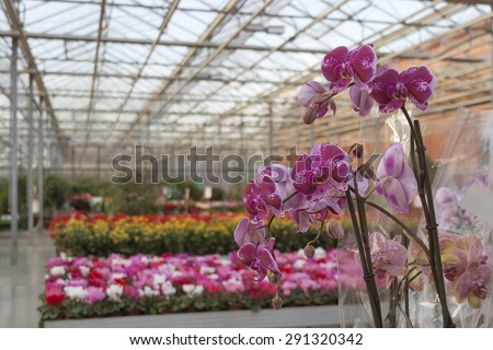 Interior of shop for greenhouse cultivation and sale of indoor flowers with purple orchid on foreground