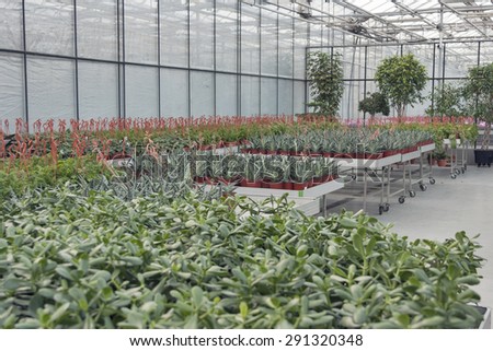 Interior of shop for greenhouse cultivation and sale of indoor plants