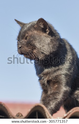 Portrait of old black street cat badly damaged in battles