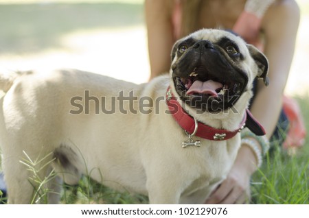 Portrait of cute pug dog and owner hanging out at the park