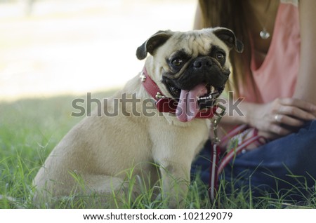 Cute pug dog with its owner at the park