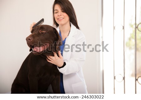 Beautiful young veterinarian in a lab coat brushing a big brown labrador in a clinic